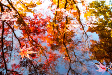 Naklejka na ściany i meble 紅葉と水面の映り込み　秋イメージ