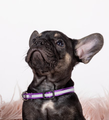 cute french bulldog
