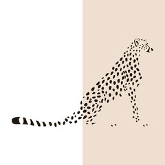 Transparent silhouette of sitting cheetah. Vector illustration EPS 8