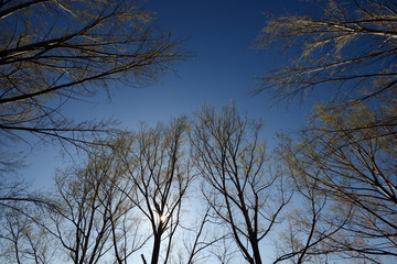 Wideangle view from bottom up of several dry trees 2