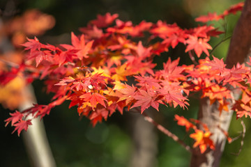 紅葉　秋イメージ