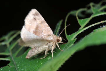 Obraz premium Moths in the nature