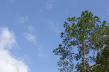 Pinus merkusii with blue sky