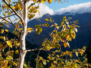 alpiner Birkenast mit herbstlich gelbem Laub und Bl&auml;ttern