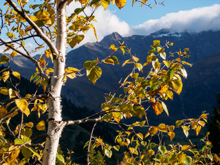 alpiner Birkenast mit herbstlich gelbem Laub und Blättern
