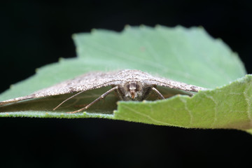 Moths in the nature