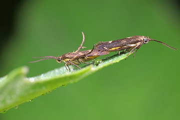 Mating of moths