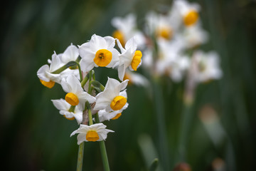 水仙の花　初春イメージ