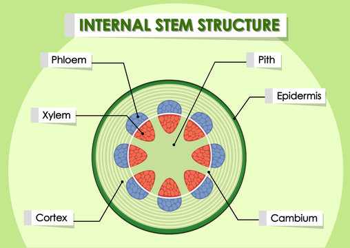 Diagram showing internal stem structure