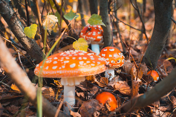Beautiful Amanita mushrooms in the forest