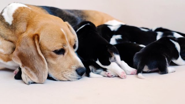 Adult beagle hound with its cute puppies