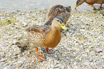 Wild ducks on the rocky sandy shore of a pond or lake close-up. Nature. Birds.
