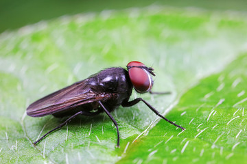 Fly insects in the natural environment