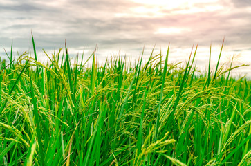 Green rice paddy field. Rice plantation. Organic jasmine rice farm in Asia. Rice growing agriculture. Beautiful nature of farmland. Asian food. Paddy field wait for harvest. Plant cultivation.