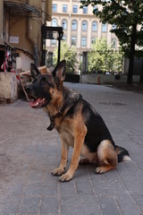 German shepherd