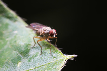 Fly insects in the natural environment