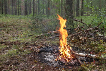 fire in the forest