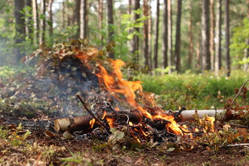 Obraz premium fire in the forest