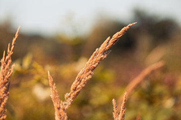 Noised Wheat field natural product. Spikelets of wheat in sunlight close-up. Summer background of...