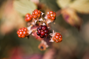 Blackberry on a branch in garden. Ripe blackberry on a branch in garden
