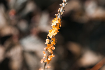 Noised Yellow flower on a branch close up. Photo of the yellow flower on a branch close up