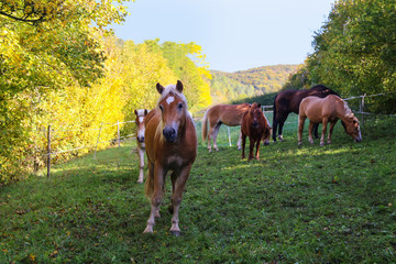 beautiful haflinger horses stand in the paddock