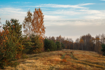 Scenery autumn forest. October nature landscape. Beautiful bright forest in sunlight.
