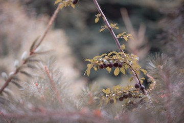 Noised Red plum fruits on branch with green leaves growing in the garden