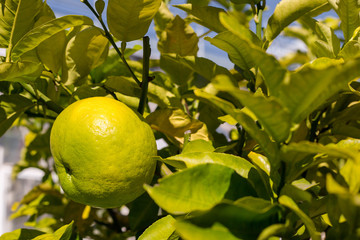 Citrus maxima. Ripening fruits of the pomelo, natural citrus fruit hanging on branch of the tree on background of green leaves, close-up