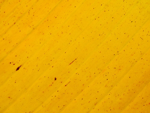 yellow banana leaves texture