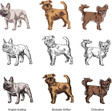 dog breeds, line, color, black, set, vector, illustration, various dog images