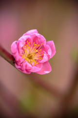 Fototapeta premium 紅梅 初春の和風イメージ