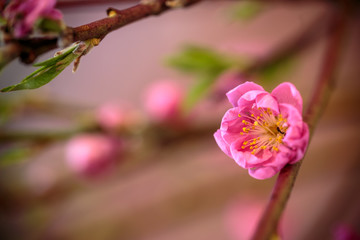 紅梅　初春の和風イメージ
