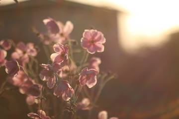 夕焼けに染まる花