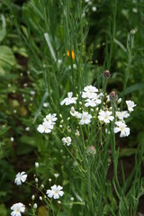 Gypsophila