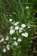 Gypsophila