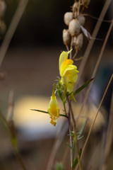 Autumn flowers are the most beautiful