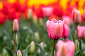 チューリップの花　春イメージ