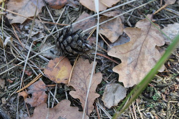 autumn leaves on the ground