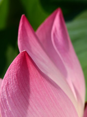 pink petal of lotus