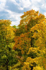 Fototapeta premium Autumn landscape in Park with yellow, green, red leaves of trees on grass meadow against blue sky with clouds