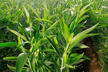 Obraz premium Lilies grow in the greenhouse