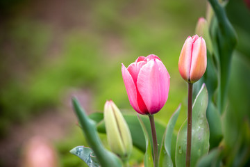 チューリップの花　春イメージ