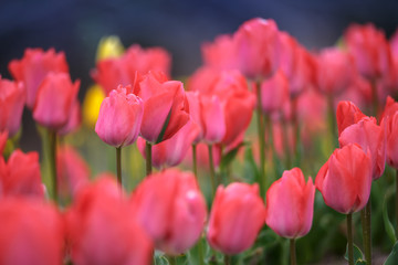 チューリップの花　春イメージ