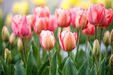チューリップの花　春イメージ