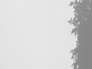 abstract shadow of the leaves on a white wall background