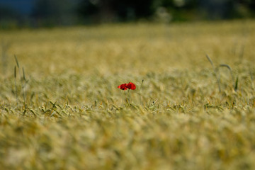 landscape and wildlife