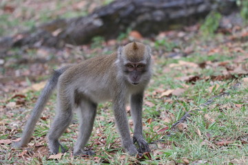Affe