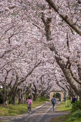 Obraz premium 桜のアーチ 春イメージ