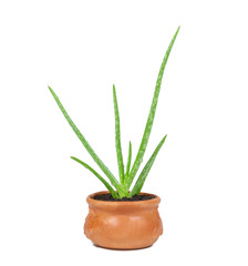 Aloe vera is a herb in pot with water drop on background